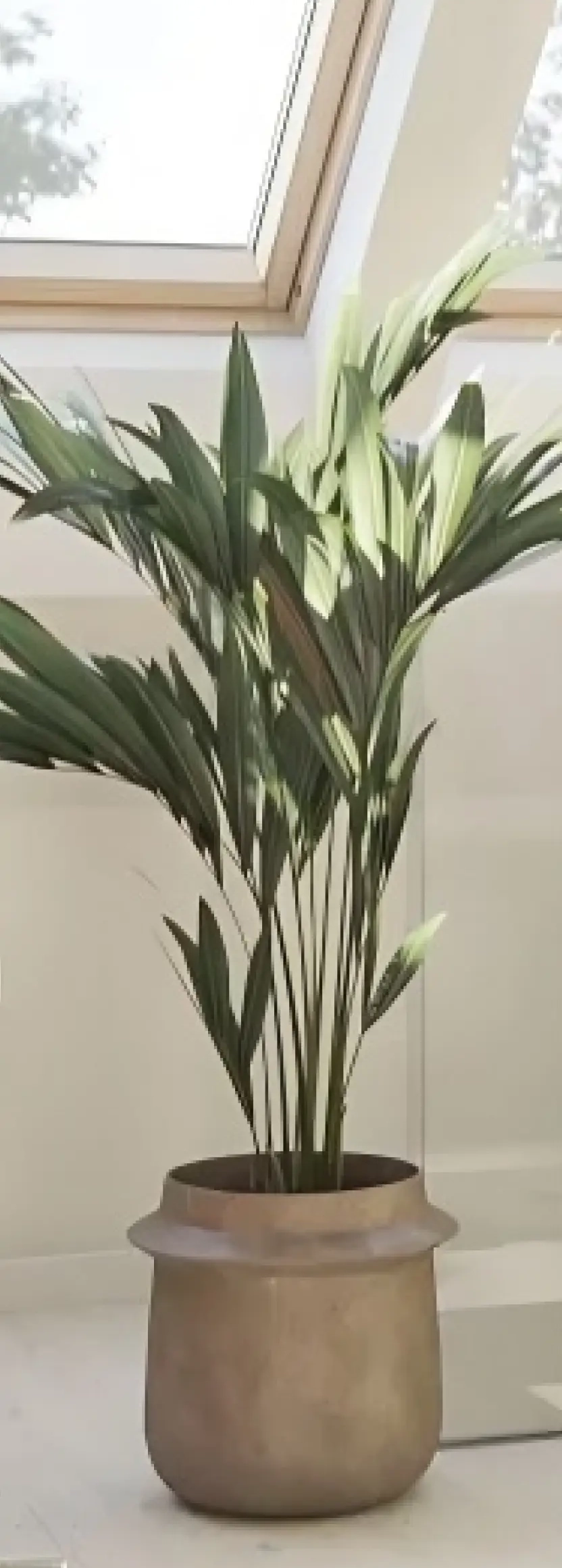 Pot with houseplant