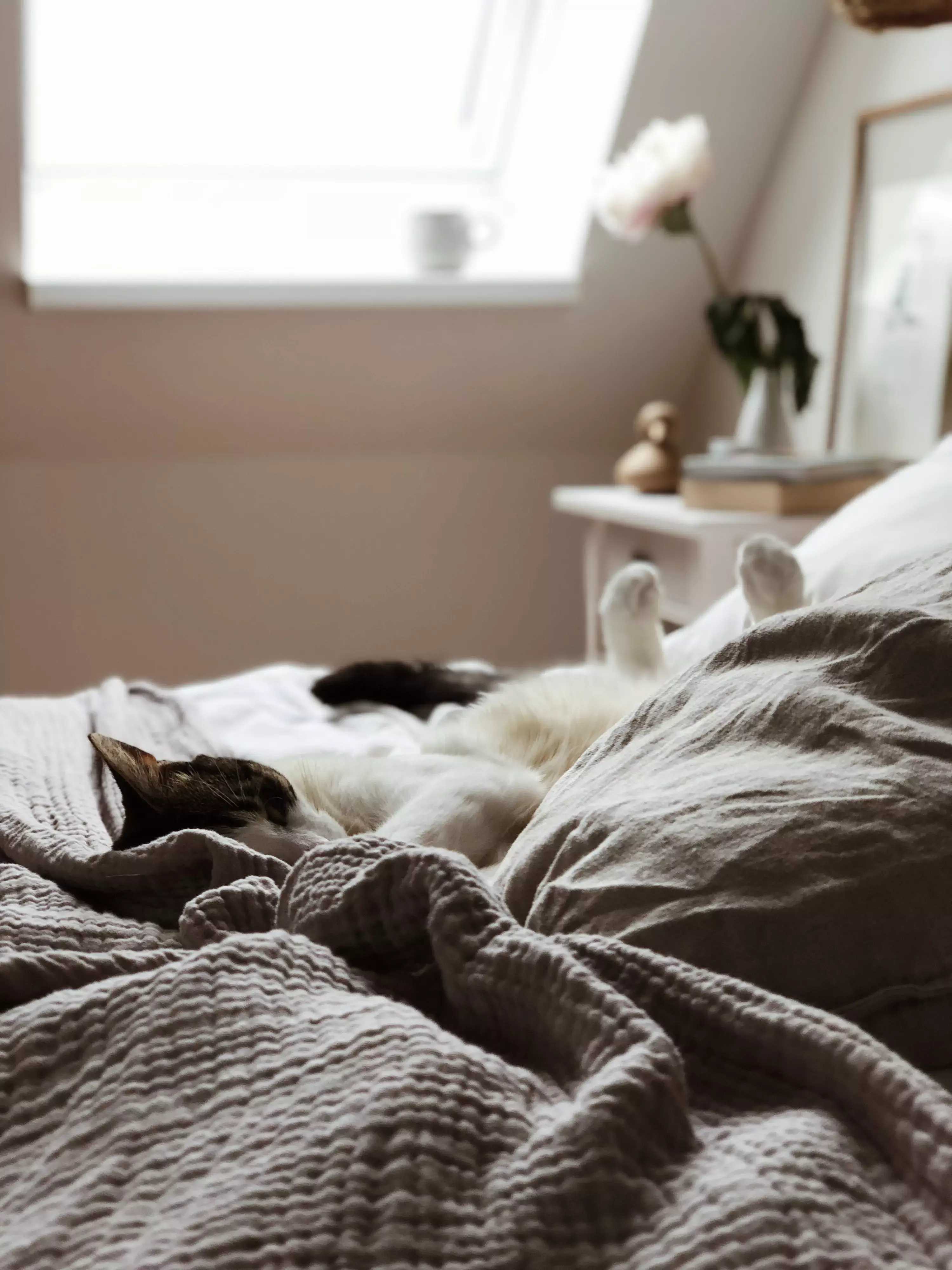 Un chat dort sur un lit entre les couvertures.