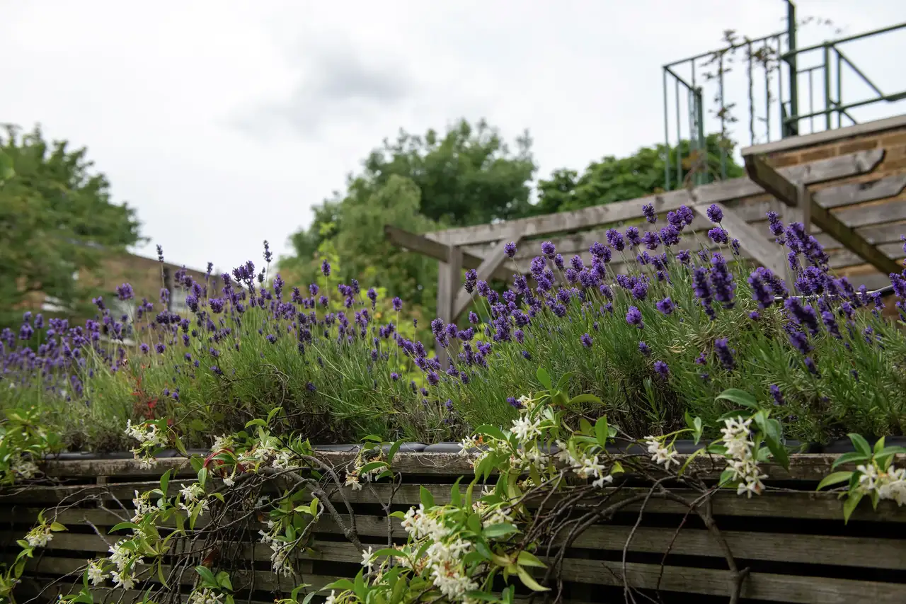 Potten met lavendel- en jasmijnplanten.