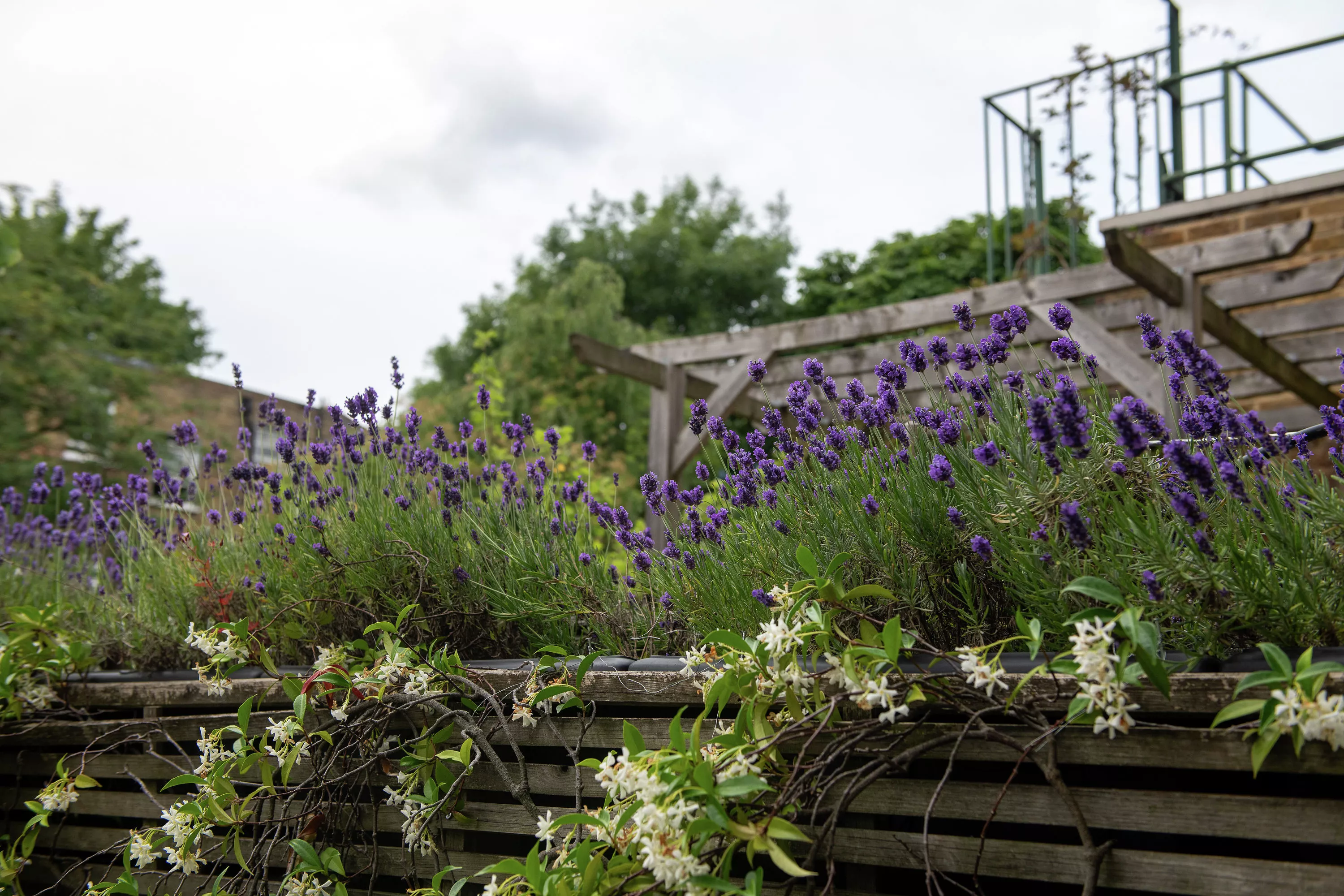 Gros plan de plantes de lavande dans un jardin sur le toit urbain avec des structures en bois.