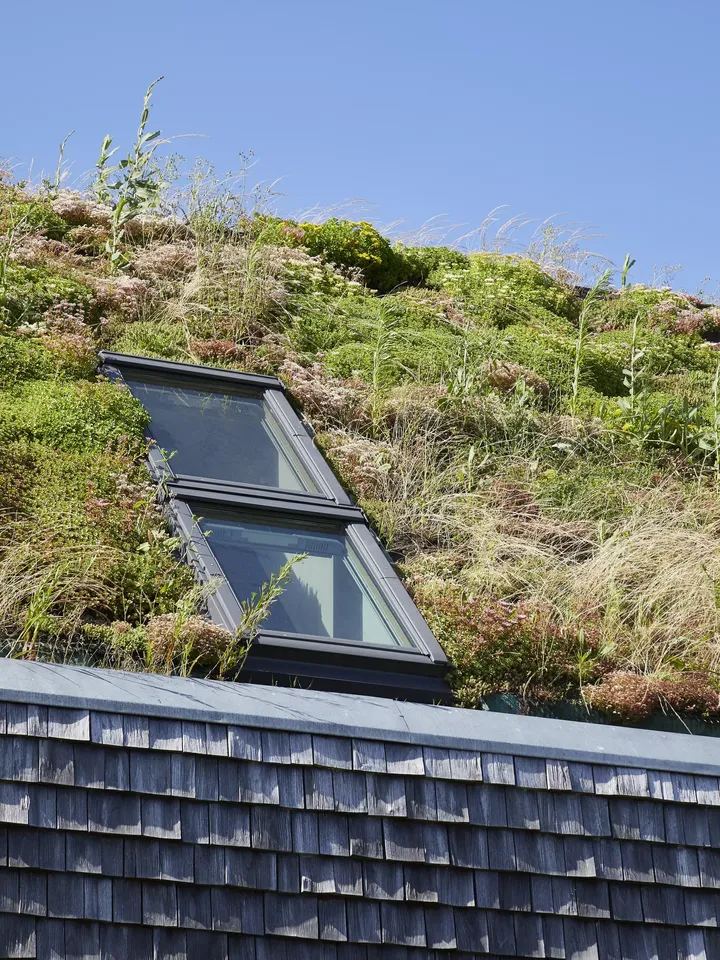 Ökologisches Gründach mit einem VELUX-Fenster auf einem nachhaltigen Gebäude.
