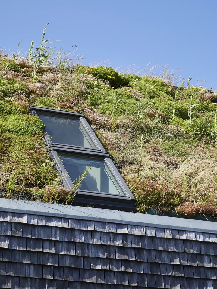 Steildach mit extensiver Bepflanzung rund um zwei Dachfenster | VELUX Magazin
