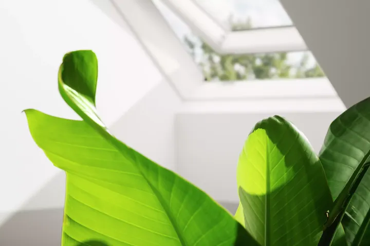 Nahaufnahme von frischen grünen Blättern unter dem natürlichen Licht eines VELUX Dachflächenfensters.
