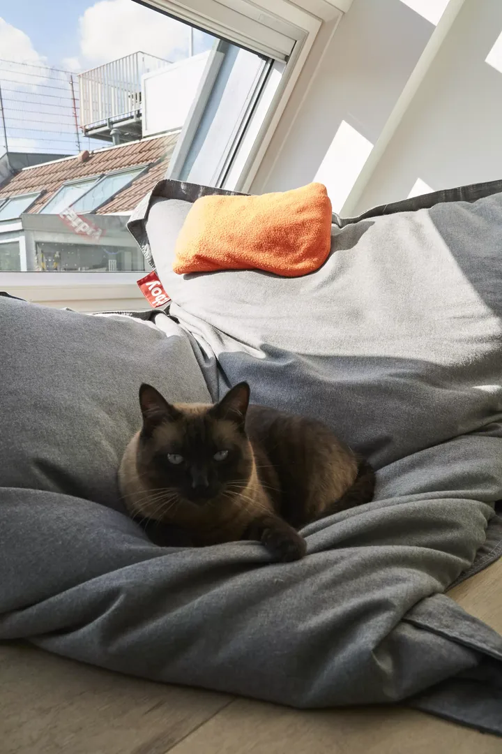 Siamkatze entspannt sich auf einem Sitzsack unter einem VELUX Dachflächenfenster im Dachbodenraum.