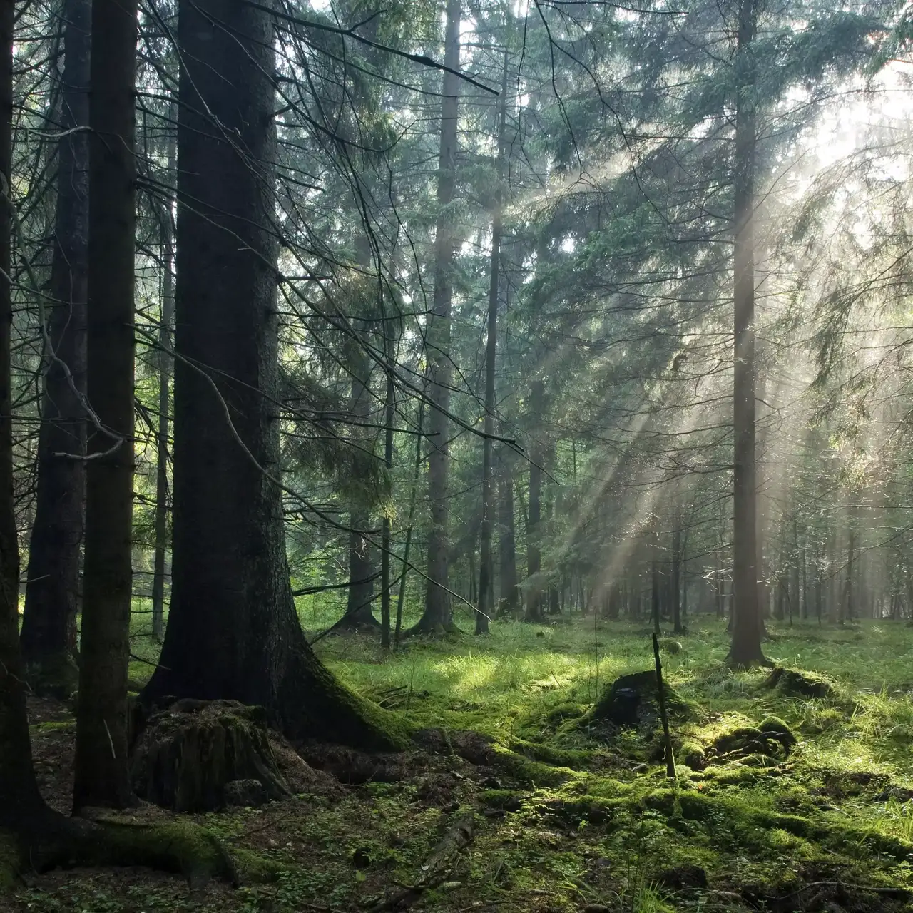 Sonnenlicht, das durch hohe Bäume auf einen moosbedeckten Waldboden strömt.