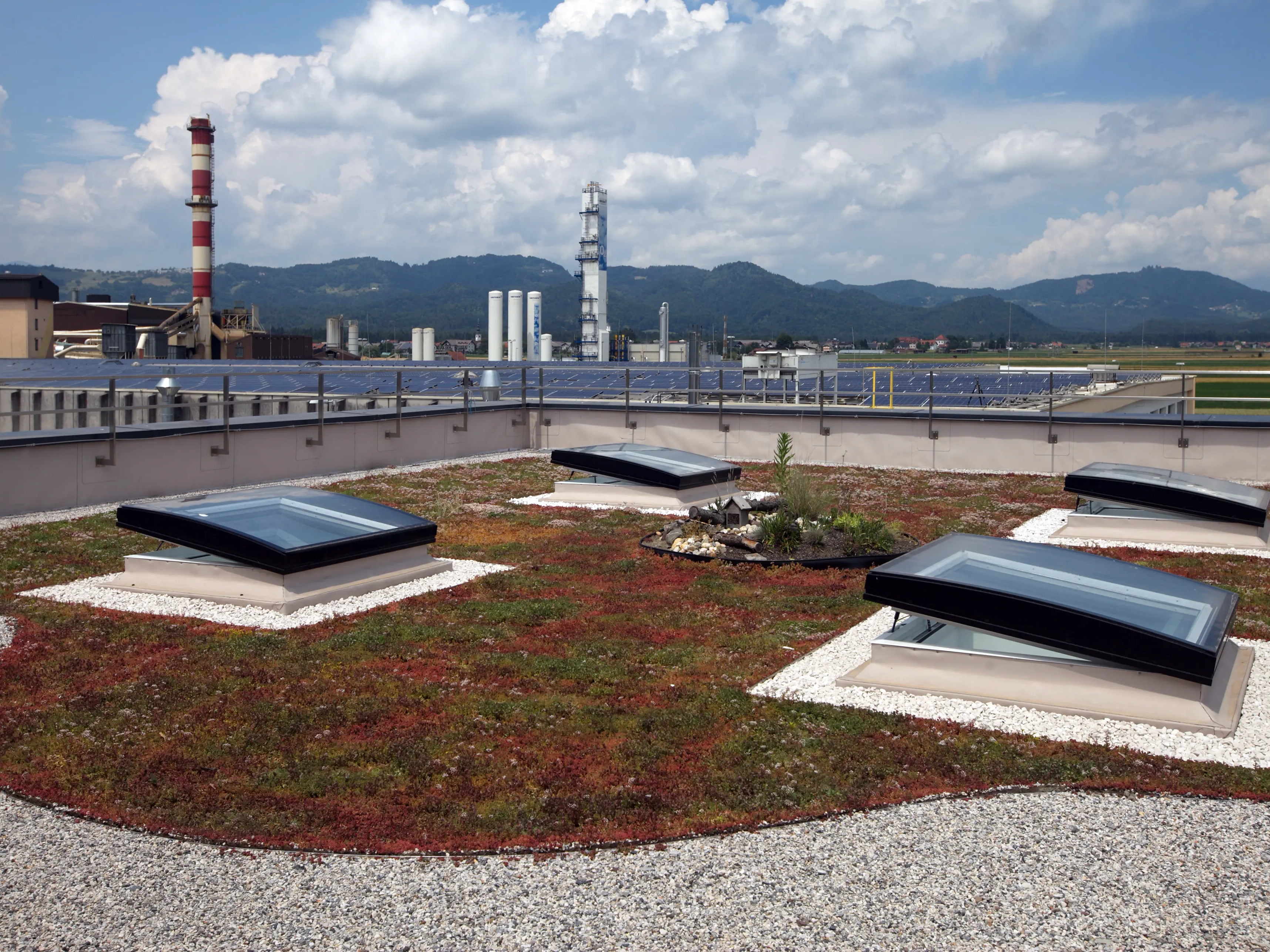 Tetto verde con quattro finestre per tetti piani VELUX aperte, edificio industriale sullo sfondo.