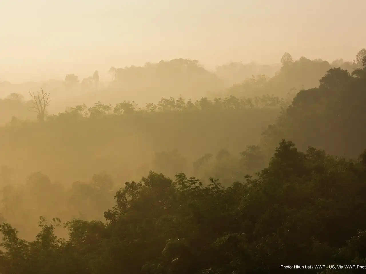 Goldenes Sonnenlicht durchdringt den Nebel über einer abgestuften Waldlandschaft.