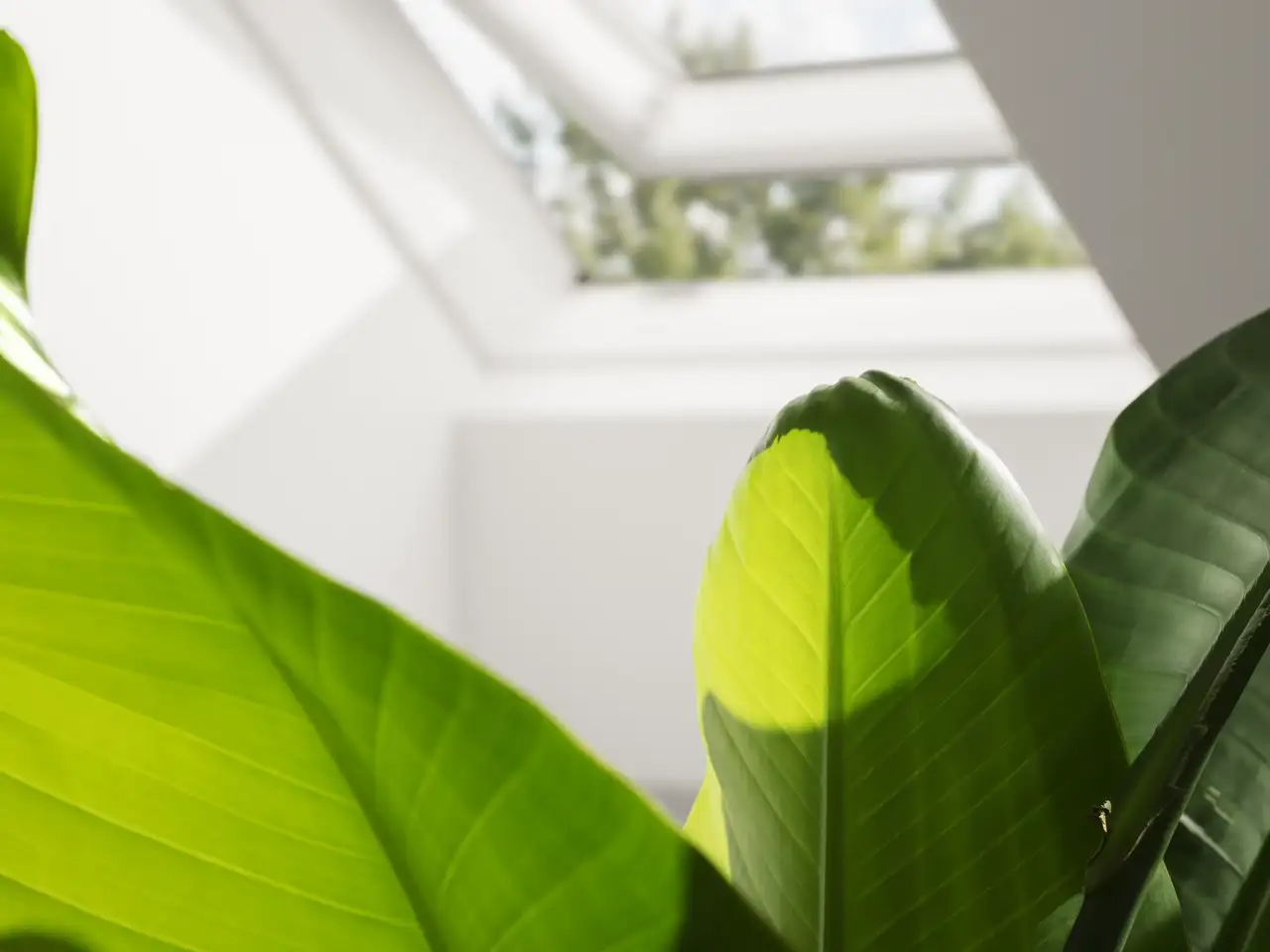Una pianta davanti a una finestra per tetti | Rivista VELUX