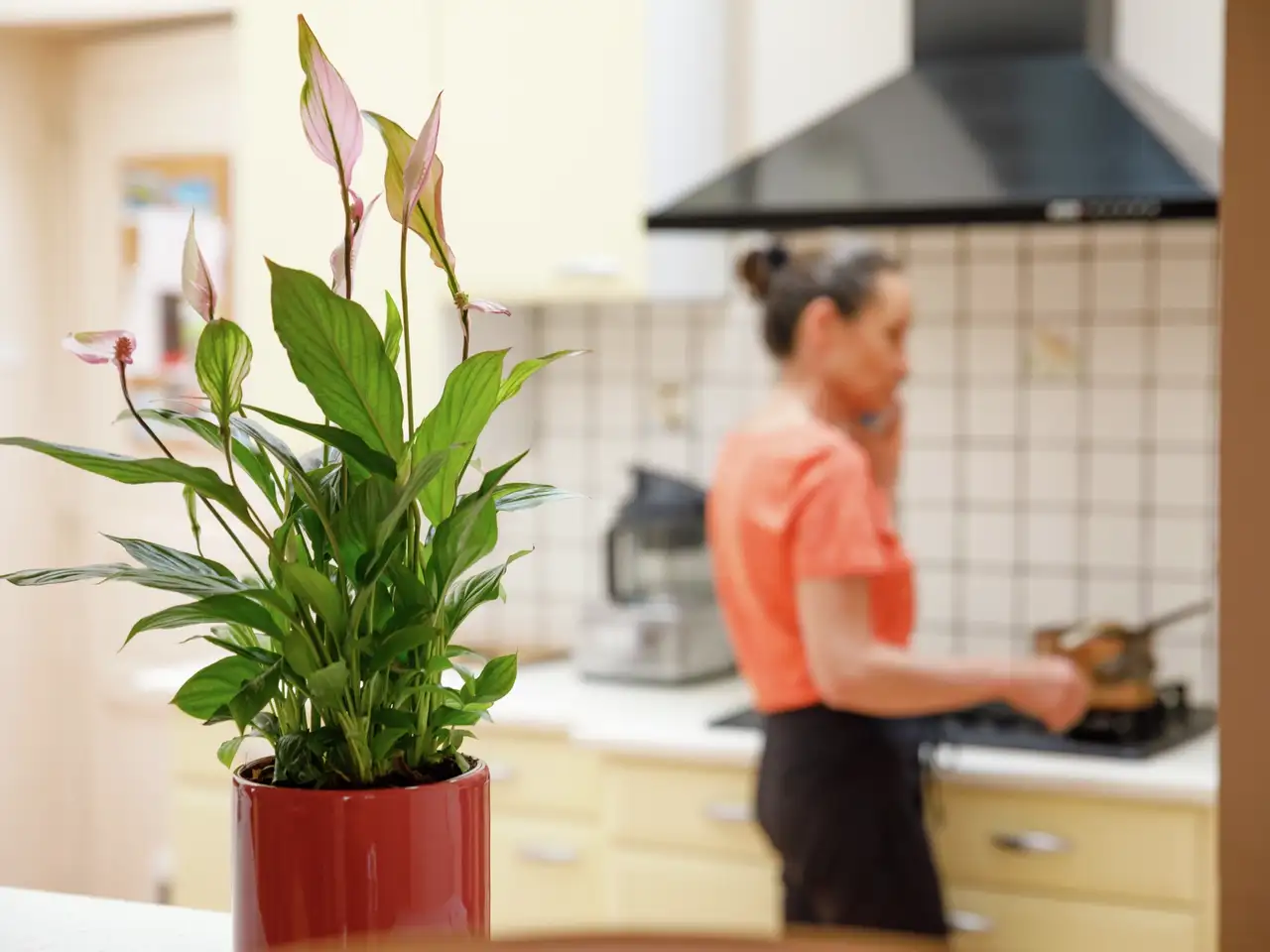 Spathiphyllum con fiori viola come richiamo visivo sul bancone della cucina | Rivista VELUX