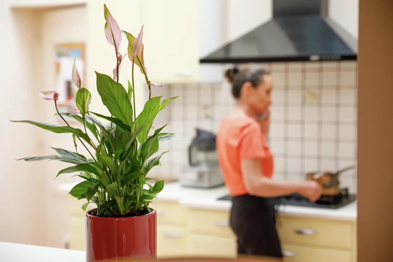 Uno spatifillo fiorito posizionato in una cucina luminosa.