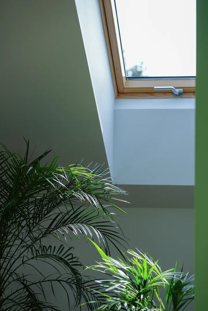 Zbliżenie na okno dachowe i rośliny domowe oświetlone światłem dziennym | VELUX