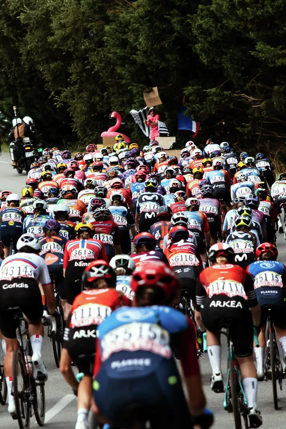 Група колоездачи, състезаващи се по път по време на Tour de France, заобиколени от дървета.