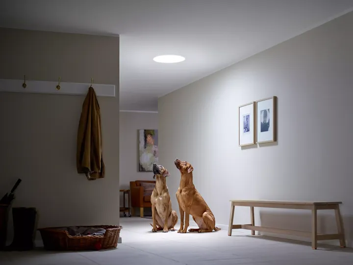 Zwei Hunde sitzen in einem hellen, modernen Flur mit minimalistischer Einrichtung und gerahmten Wandfotos.