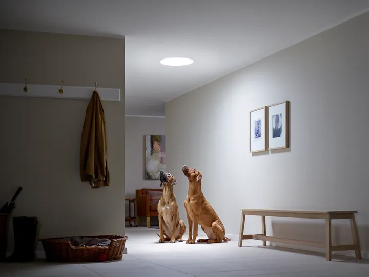Two dogs in a hallway under a VELUX roof window, natural light illuminating them.