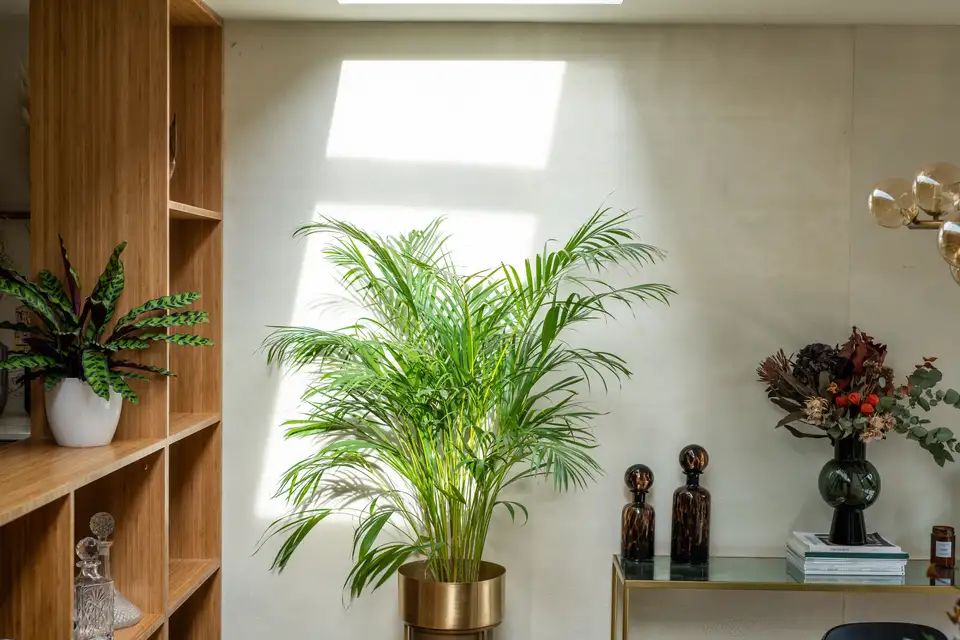 VELUX çatı pencereleriyle aydınlanan bitki.