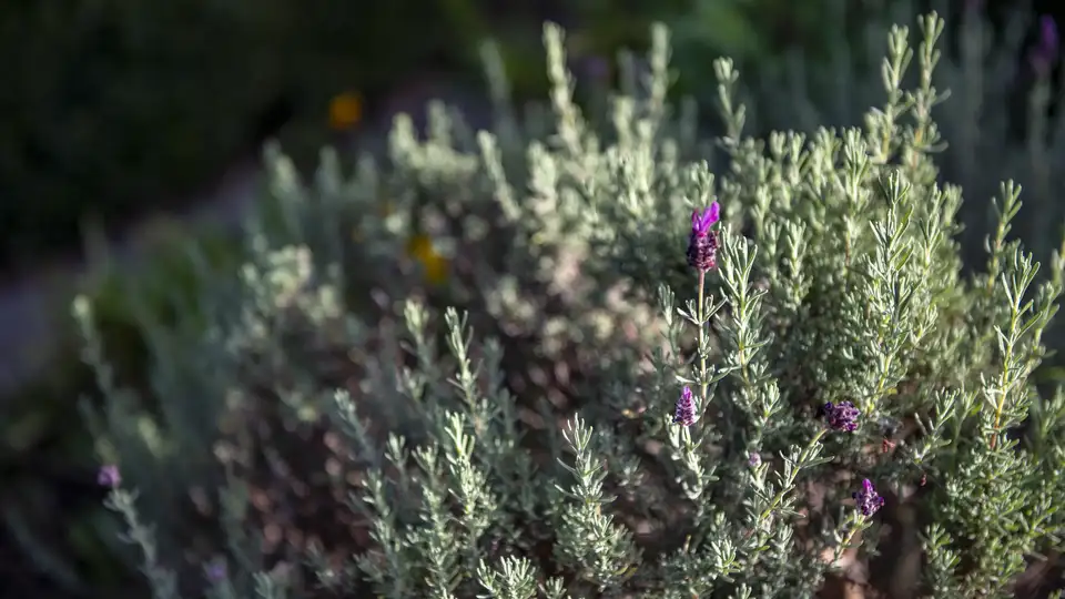 Close-up of lavender bush with purple flowers in sunlight.