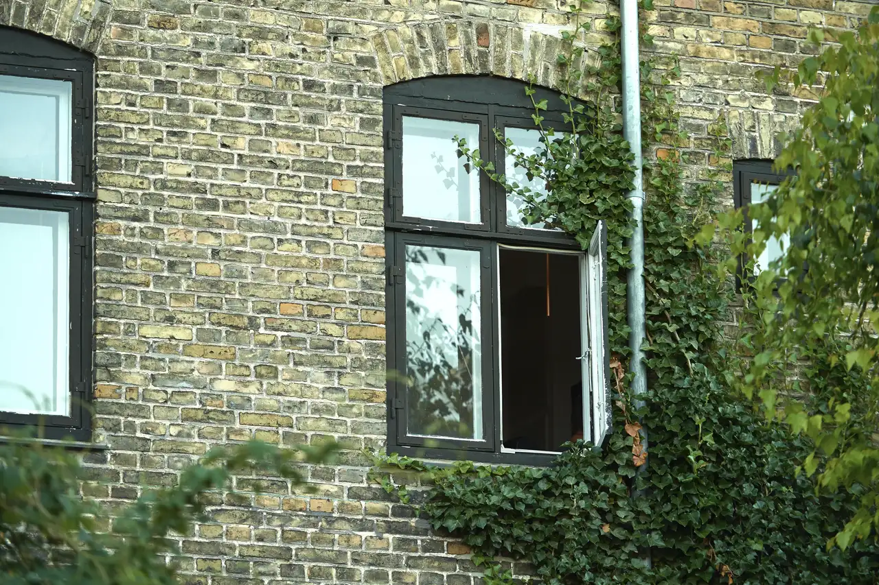 Gemauerte Fassade mit Rankpflanzen | VELUX Magazin
