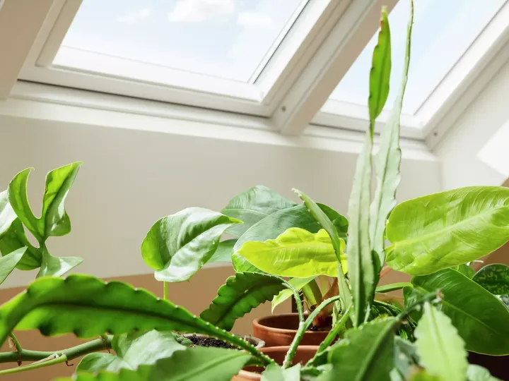 Zimmerpflanzen gedeihen im natürlichen Licht eines VELUX Dachflächenfensters.