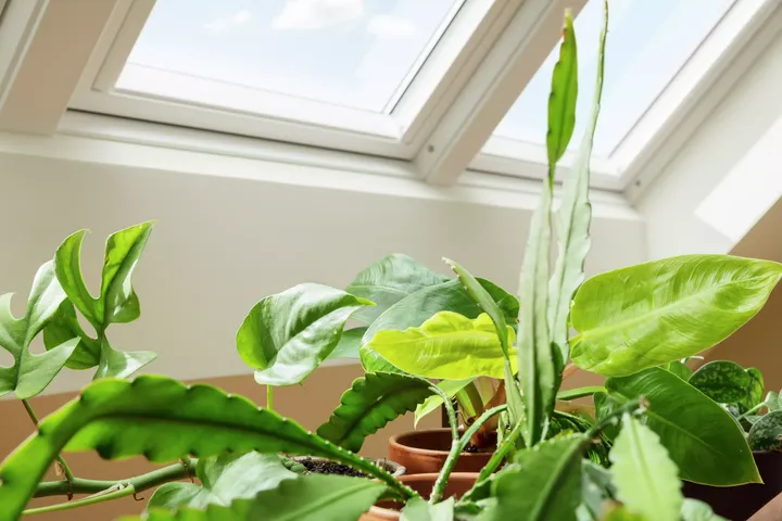 Großblättrige Pflanze steht unter Dachfenster | VELUX Magazin