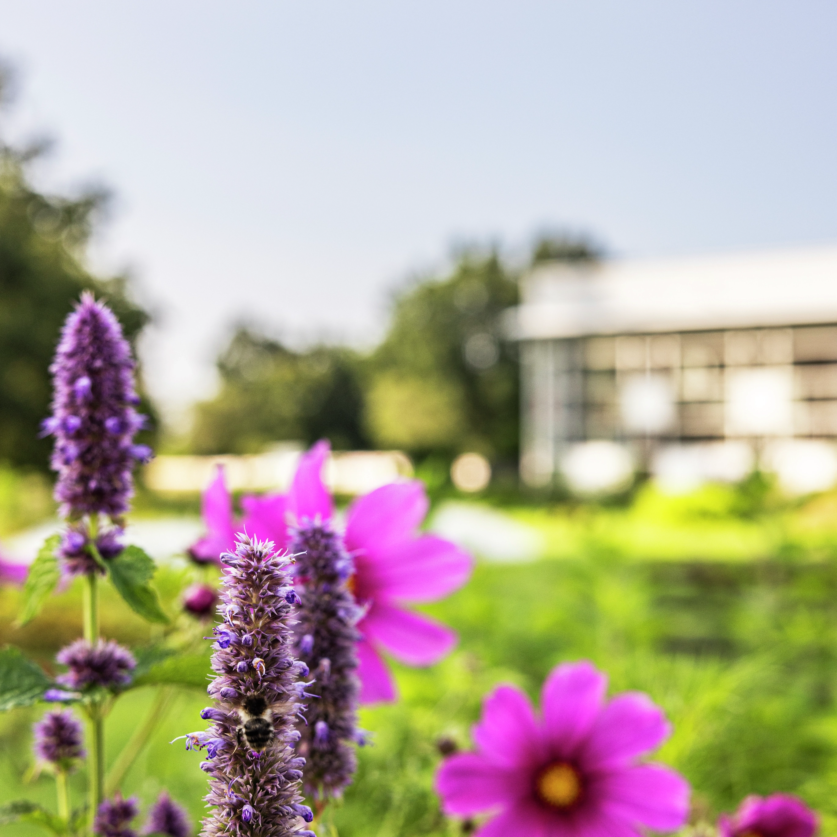 VELUX accelererer indsats for biodiversitet og naturbeskyttelse med ny ambitiøs plan