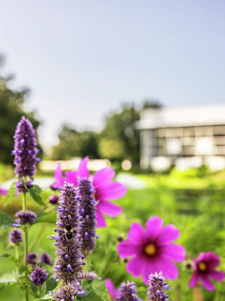 Close-up of purple and pink flowers with a bee, modern building in background. 