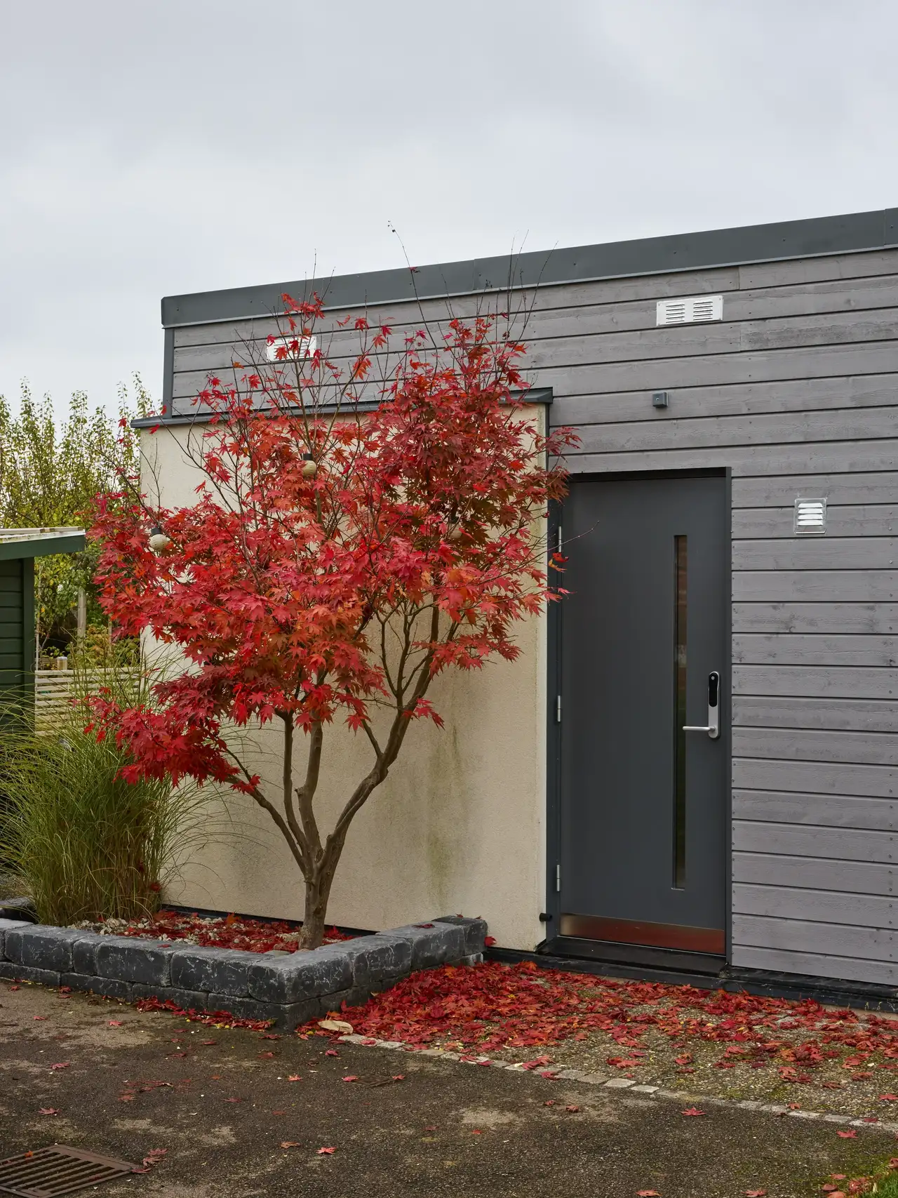 Entré til et moderne hus med grå trepaneler og mørk ytterdør. Ute i hagen står et japansk lønnetre med rødt høstløv.