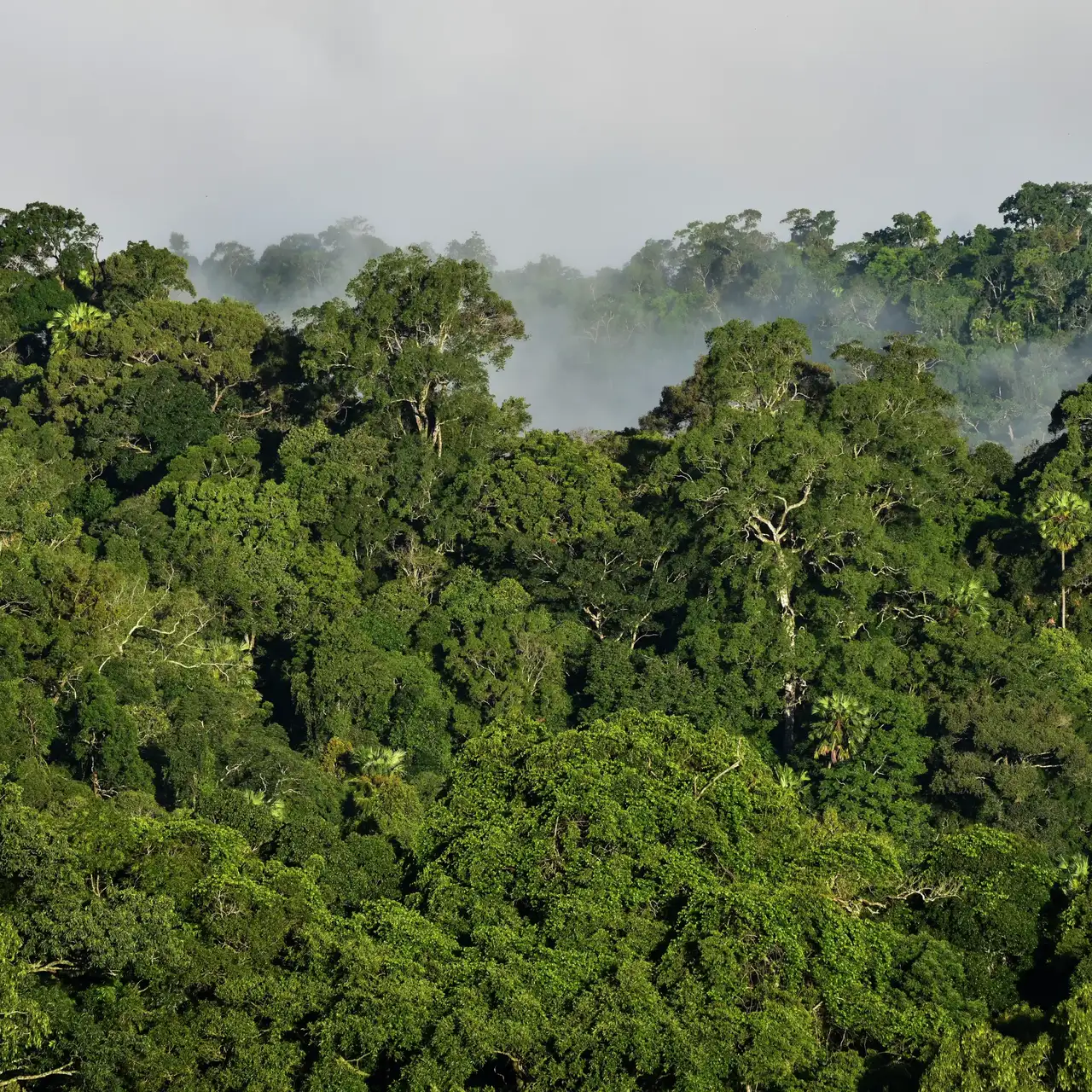 Weitläufige Aussicht auf ein dichtes, grünes Regenwald-Dach mit Sonnenlicht und Nebel.