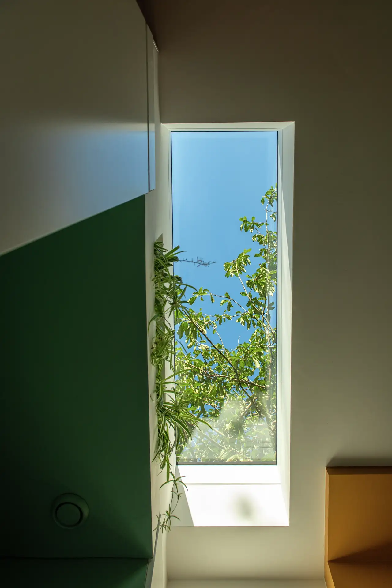 fenetre de toit, vue sur des plantes, ciel bleu