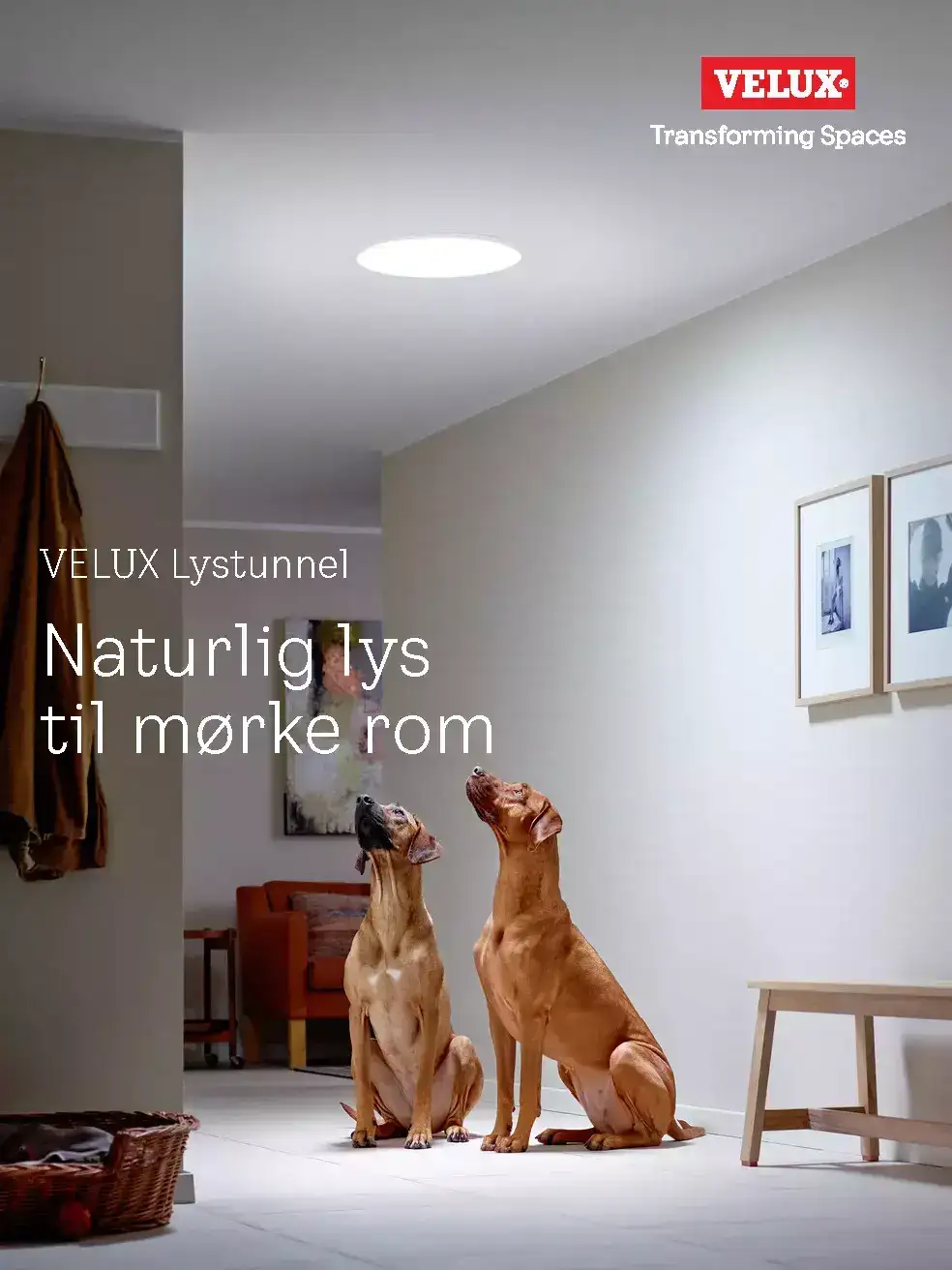 Zwei Hunde schauen nach oben zum natürlichen Licht, das durch ein VELUX Dachflächenfenster in ein gut beleuchtetes Wohnzimmer fällt.