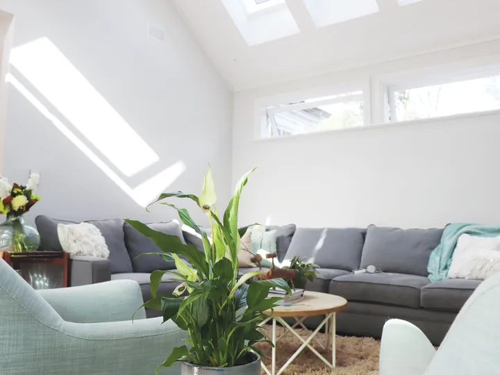 Sunny living room with VELUX roof windows, grey sofa and green houseplant.