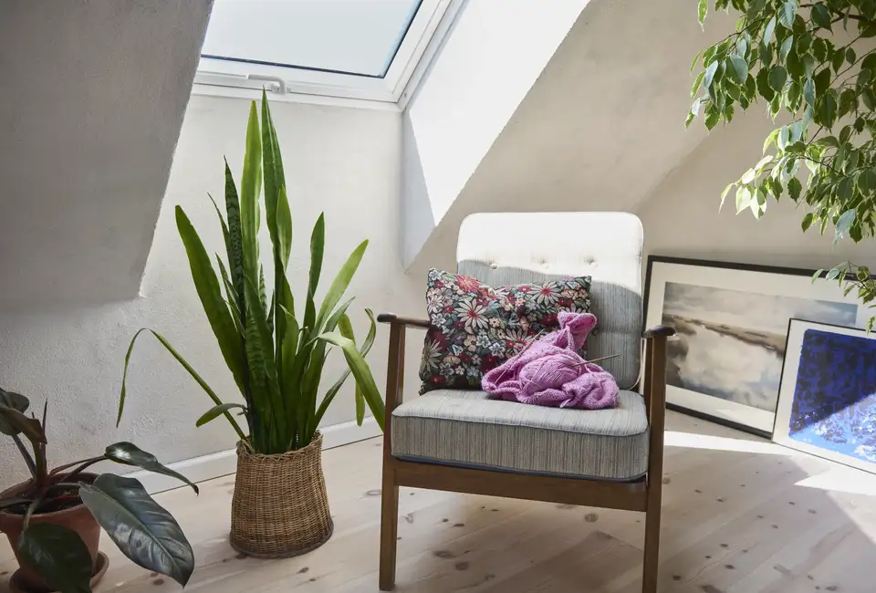 Una sansevieria posizionata sotto una finestra per tetti, accanto a una poltrona. 