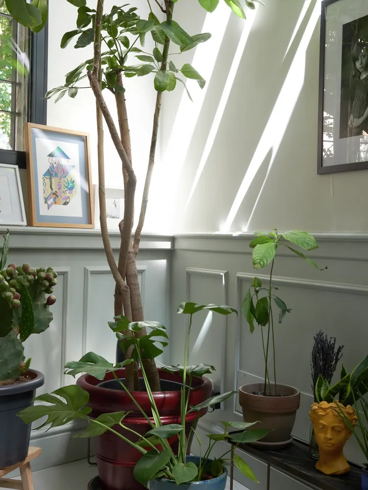 Wie viel Lux brauchen Pflanzen? | VELUX Magazin