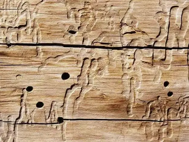 Holzbrett durchbohrt von Holzwurm-Löchern und Fresspuren | VELUX Magazin