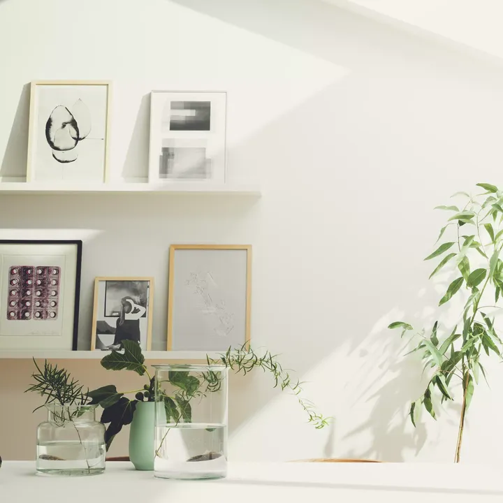 Minimalistic interior with framed artwork on shelves and various green plants in glass vases and pots, set against a white background