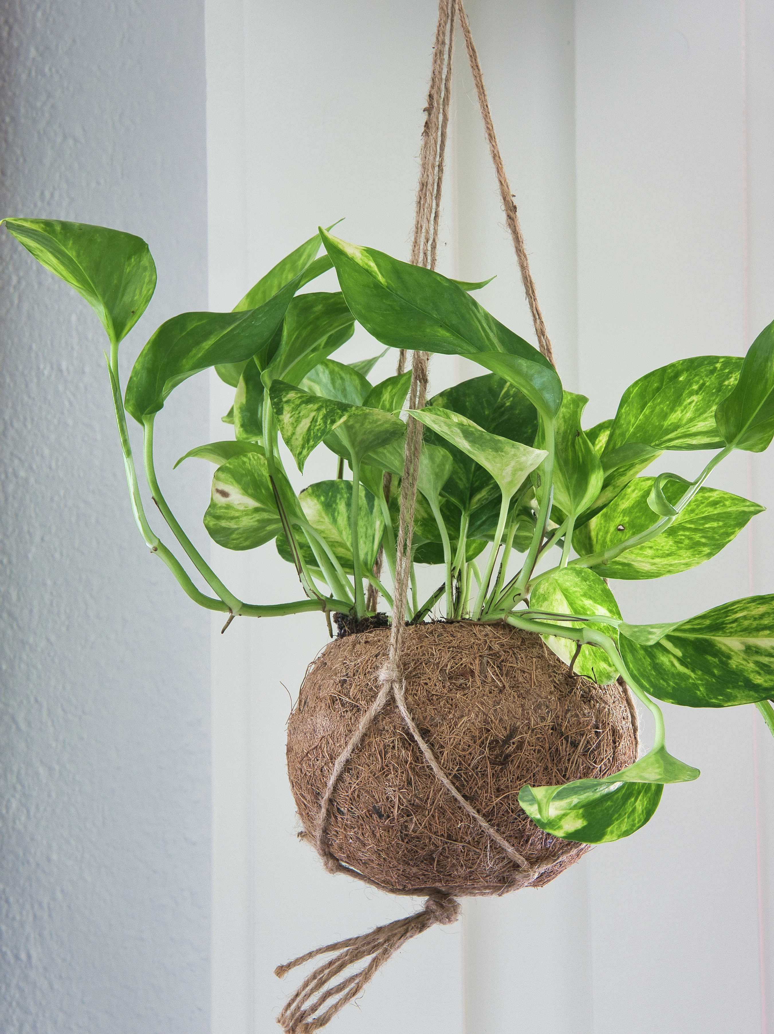 Plante verte suspendue dans un pot en fibre de coco.